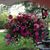 Joan Gaulin's profile image