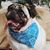 Shannon Kopecky's profile image