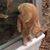 Verilee Herpich's profile image