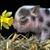 Vicki North-Brokken's profile image