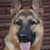 Michele Senatore's profile image