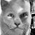 Shawn Rush's profile image