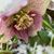 Rachel Cullman-Clark's profile image