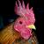 Tonya Hillius's profile image