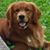 Kim Bolling Lively's profile image