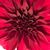Rachel Watson's profile image