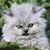 Jon Born's profile image