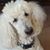 Paula Anzalone's profile image