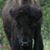 Corinne Ross Johnson's profile image