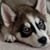 April Reed's profile image