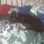 Lynn Hencey's profile image