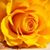 Rosa Ramos Fdez's profile image