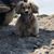 Daisy Doolittle's profile image