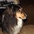 Toni Danza Savchuck's profile image