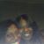 Antonia Curtis's profile image