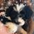 Sue O'Connell Amsler's profile image