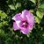 Stephanie McChesney Flohr's profile image