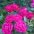 Marlene Jerry White's profile image
