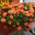 Martina Cleto's profile image