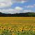 Diane Smiley's profile image
