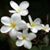 Leslie Lippe Trevizo's profile image