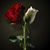 Sandra ReVello's profile image