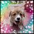 Ellen Ross Jue's profile image