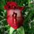 Emigdia De Sanchez's profile image