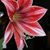 Heather Jesse Loy's profile image