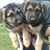 German Shepherds's profile image