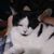 Glen D Chingren's profile image
