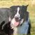 Denny Kilbane's profile image