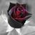 Kymberlee Gordon's profile image