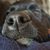 Andrea Thibodeau Hastings's profile image