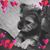 Denise Cleary Dunayczan's profile image
