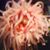 Lucy Ethel's profile image