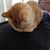 Holly Ruder's profile image