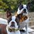 Suzette McDowell's profile image