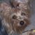 Lila Dorn's profile image