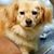 Sandy Findlay Litras's profile image