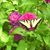 Lisa M. Furman's profile image