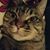Kristine Collins's profile image