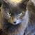 Martina Grana's profile image