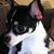 Deborah Rodrigue's profile image