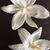 Carlos J Capote's profile image