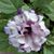 Pat Spell Albritton's profile image
