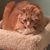 Linda DeCesare's profile image