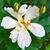 Teresa Capers's profile image