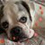 Amelia Rowbury Jackson's profile image