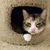 April Lou Woods's profile image